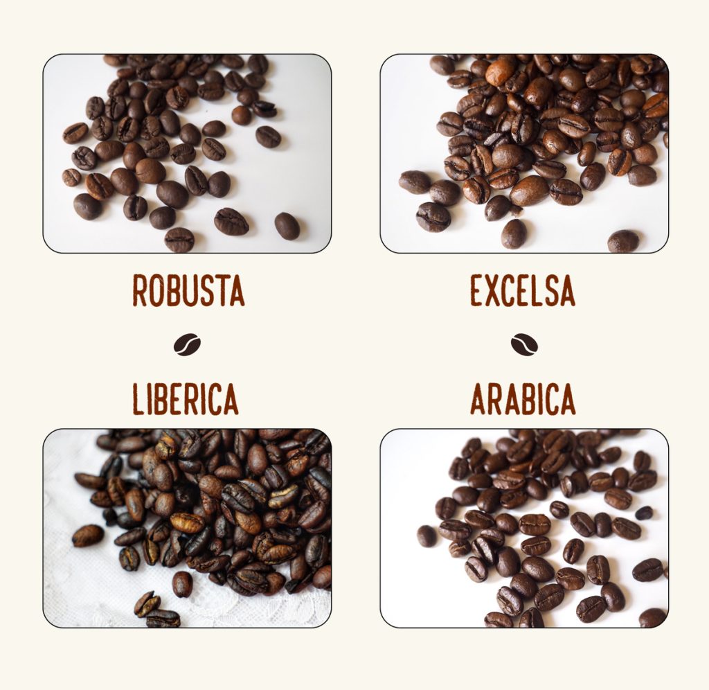 types_of_coffee_beans